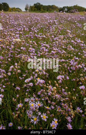 Pannonischen Meeres Aster Tripolium Ssp Pannonicum auf salzigen Wiesen in der Hortobagy National Park, Ost Ungarn Stockfoto