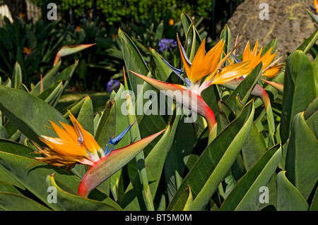 Nahaufnahme des Paradiesvogel strelitzia Orangenblüte Blüten Pflanzen (strelitzia reginae) Madeira Portugal EU Europa Stockfoto