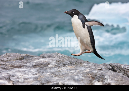 Adelie Penguin, Eisberge am Schindel Cove, Coronation Island, Süd-Orkney-Inseln, Southern Ocean Stockfoto