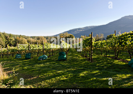 Reihe von Weinreben. Stockfoto