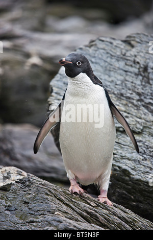 Adelie Penguin, Eisberge am Schindel Cove, Coronation Island, Süd-Orkney-Inseln, Southern Ocean Stockfoto