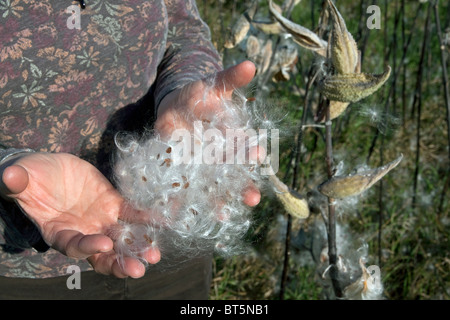 Gemeinsamen Seidenpflanze Samen USA Stockfoto