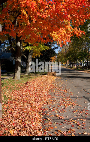 Herbstfarben Zuckerahorn Bäume Acer saccharum entlang der Straße von Owosso MI USA, von Dembinsky Photo Assoc Stockfoto