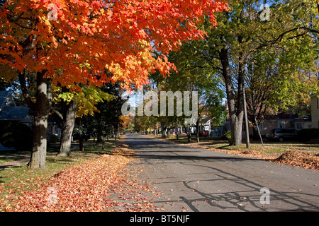 Herbstfarben Zuckerahorn Bäume Acer saccharum entlang der Straße von Owosso MI USA, von Dembinsky Photo Assoc Stockfoto