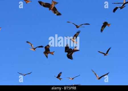 Rotmilane (Milvus Milvus) fliegen über der Futterstelle bei Gigrin Farm als das Futter ist verbreitet. Powys, Wales. Stockfoto