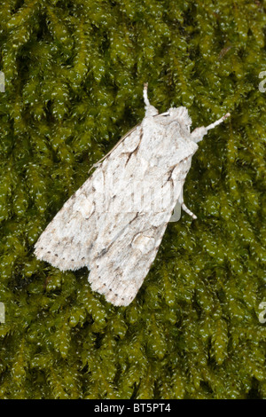 Graue Schulter-Knoten Moth (Reliefzeichnung Ornitopus) ruht auf Moos. Powys, Wales. Stockfoto