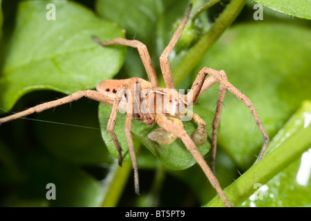 Männliche Nursery Web Spider (Pisaura Mirabilis). Powys, Wales, UK. Stockfoto