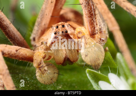 Männliche Nursery Web Spider (Pisaura Mirabilis) close-up Portrait zeigt vergrößerte Palpen. Powys, Wales, UK. Stockfoto