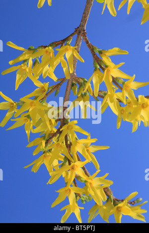 Winter-Forsythien (Forsythia x Intermedia) blühen im zeitigen Frühjahr. Garten Strauch. Stockfoto