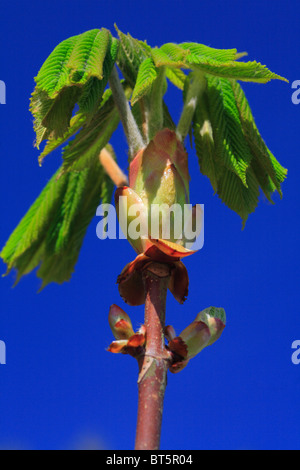 Blätter der Rosskastanie (Aesculus Hippocastanum) unfurling Frühling. Powys, Wales. Stockfoto