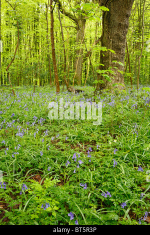 Glockenblumen (Hyacinthoides non-Scripta) blüht im Wald. Parkmill Wald, Gower, Wales, Großbritannien. Stockfoto