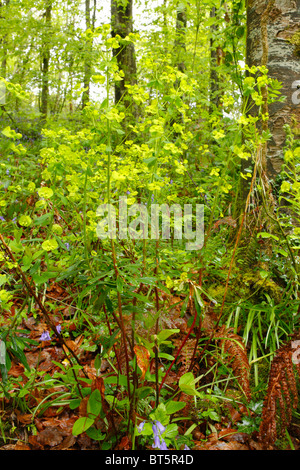 Holz-Wolfsmilch (Euphorbia Amygdaloides) blüht im Wald. Parkmill Wald, Gower, Wales, Großbritannien. Stockfoto