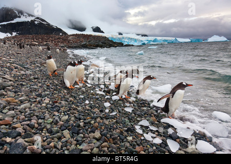 Gentoo-Pinguin-Kolonie auf Cuverville Island, westliche antarktische Halbinsel. Stockfoto