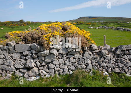 Blumen der Stechginster (Ulex Europaeus) blühen und wachsen über eine Steinmauer. In der Nähe von Rhossili, Gower, Wales. Stockfoto