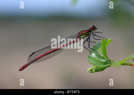 Große rote Damselfly (Pyrrhosoma Nymphula). CORS Caron, Ceredigion, Wales, UK. Stockfoto