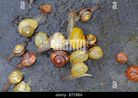 Weißlippen-Banded Schnecken (Bänderschnecken Hortensis) verschiedener Farbformen. Powys, Wales. Stockfoto