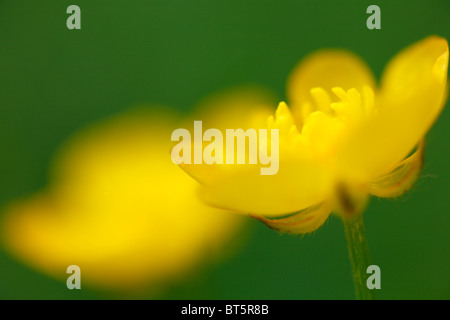 Blumen von Creeping Hahnenfuß (Ranunculus Repens). Powys, Wales. Stockfoto