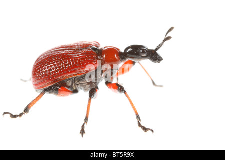 Hazel Leaf-Roller Weevil (Apoderus Coryli). Powys, Wales. Stockfoto