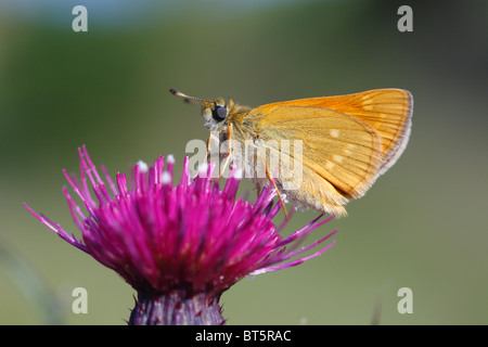 Großen Skipper Schmetterling (Ochlodes Venatus) auf einem Mrsh Distel Blume. Powys, Wales. Stockfoto