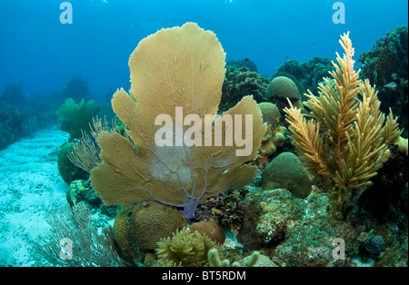 Unter Wasser abseits die Küste von Roatan Honduras Stockfoto