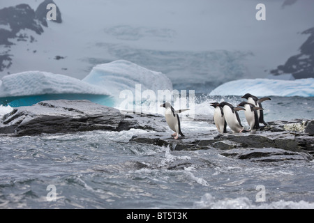 Adelie-Pinguine und Eisberge im südlichen Ozean, Süd-Orkney-Inseln, Schindel Bucht, Krönung Insel Stockfoto