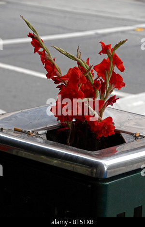 Rote Blumen in den Müll geworfen kann auf der Straße Stockfoto