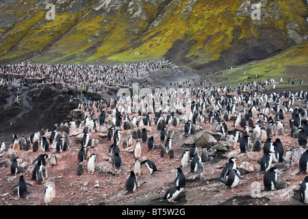 Kinnriemen Pinguin Kolonie, Deception Island, Antarktis. Stockfoto