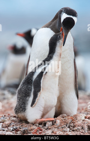 Gentoo Penguin Erwachsenen füttert Küken, Port Lockroy, westliche antarktische Halbinsel. Stockfoto