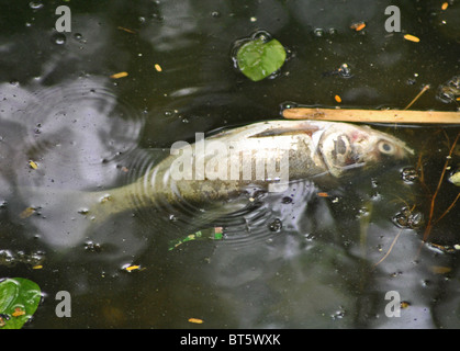 Tote Fische in den verschmutzten Hoan Kiem-See in Hanoi, Vietnam Stockfoto