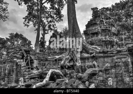 Bäume wachsen aus den Trümmern der Ta Prohm Tempel, Angkor Wat, Kambodscha. Stockfoto