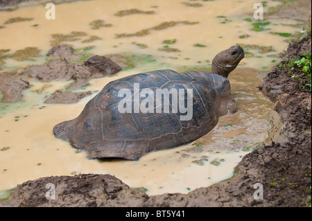 Riesenschildkröte (Geochelone Nigra) an der Galapaguera de Cerro Colorado, Brutzentrum, Isla San Cristobal Ecuador. Stockfoto