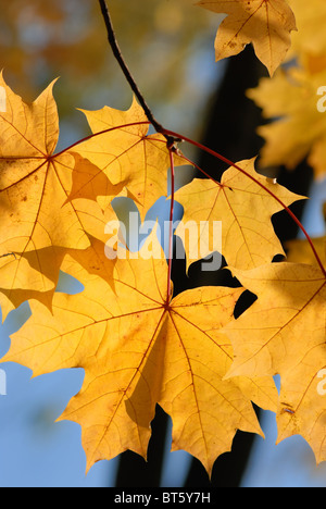 Blätter im Herbst. Stockfoto