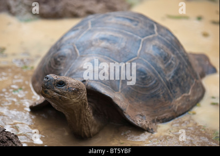 Riesenschildkröte (Geochelone Nigra) an der Galapaguera de Cerro Colorado, Brutzentrum, Isla San Cristobal Ecuador. Stockfoto