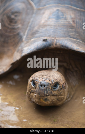 Riesenschildkröte (Geochelone Nigra) an der Galapaguera de Cerro Colorado, Brutzentrum, Isla San Cristobal Ecuador. Stockfoto