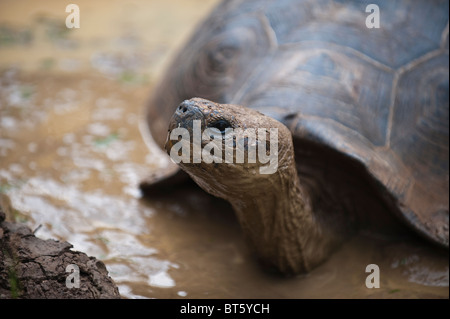 Riesenschildkröte (Geochelone Nigra) an der Galapaguera de Cerro Colorado, Brutzentrum, Isla San Cristobal Ecuador. Stockfoto