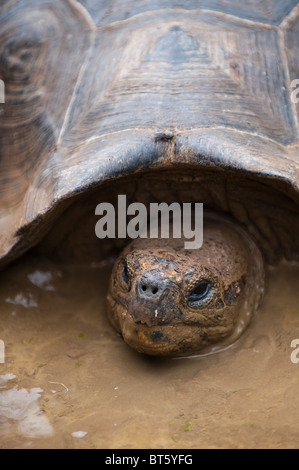 Riesenschildkröte (Geochelone Nigra) an der Galapaguera de Cerro Colorado, Brutzentrum, Isla San Cristobal Ecuador. Stockfoto