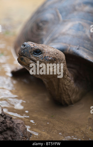 Riesenschildkröte (Geochelone Nigra) an der Galapaguera de Cerro Colorado, Brutzentrum, Isla San Cristobal Ecuador. Stockfoto