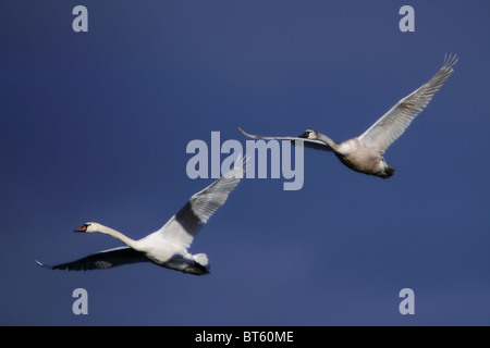 paar junge Fliegende Schwäne über dem Fluss Stockfoto