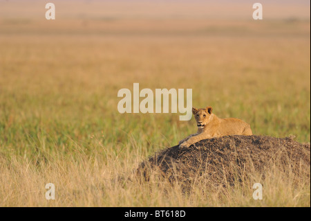 East African Lion - Massai-Löwe (Panthera Leo Nubica)-Cub auf dem Boden liegend Stockfoto