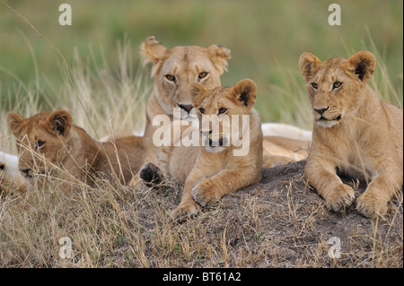 East African Lion - Massai-Löwe (Panthera Leo Nubica) Gruppe von Weibchen und Jungtiere auf dem Boden Stockfoto