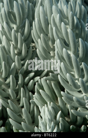 Senecio Haworthii compositae Stockfoto