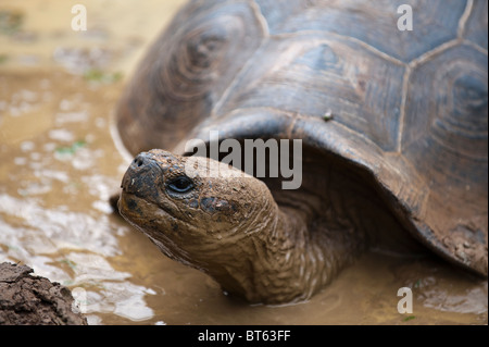 Riesenschildkröte (Geochelone Nigra) an der Galapaguera de Cerro Colorado, Brutzentrum, Isla San Cristobal Ecuador. Stockfoto