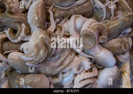 Tintenfisch Octopus Kopffüßer Essen essbar frisch produzieren marine nassen Diät Fischverzehr Stockfoto
