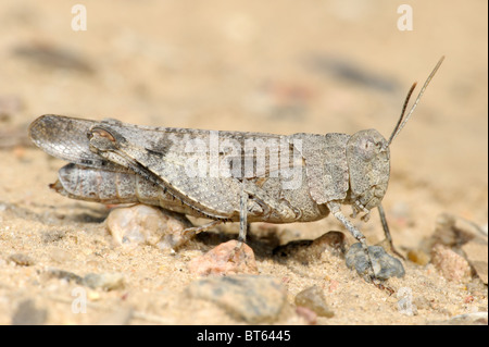 Heuschrecke Oedipoda caerulescens Stockfoto