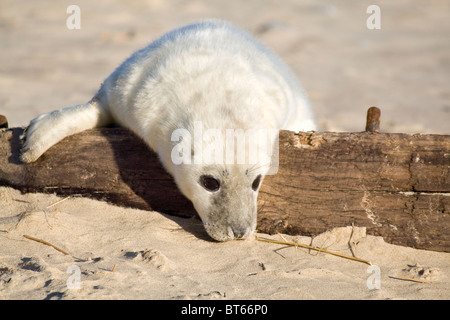 Grey Seal Pup klettern über hölzerne Buhne am Strand Halichoerus grypus Stockfoto