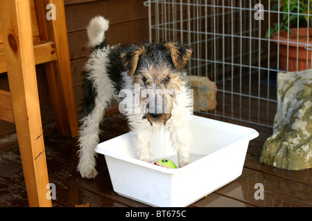 Wire Fox Terrier Welpen spielen im Wasser Stockfoto