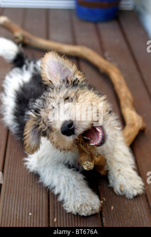 Wire haired Fox Terrier Welpen Kauen auf einem stick Stockfoto