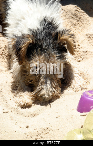 Wire Fox Terrier Welpen spielen im Sandkasten Stockfoto