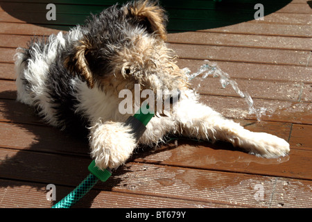 Wire Fox Terrier Welpen spielen mit Wasserschlauch Stockfoto