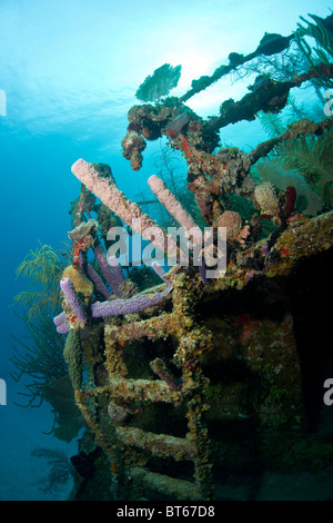 Coral-Riff vor der Küste von Roatan Honduras Schiffbruch Stockfoto